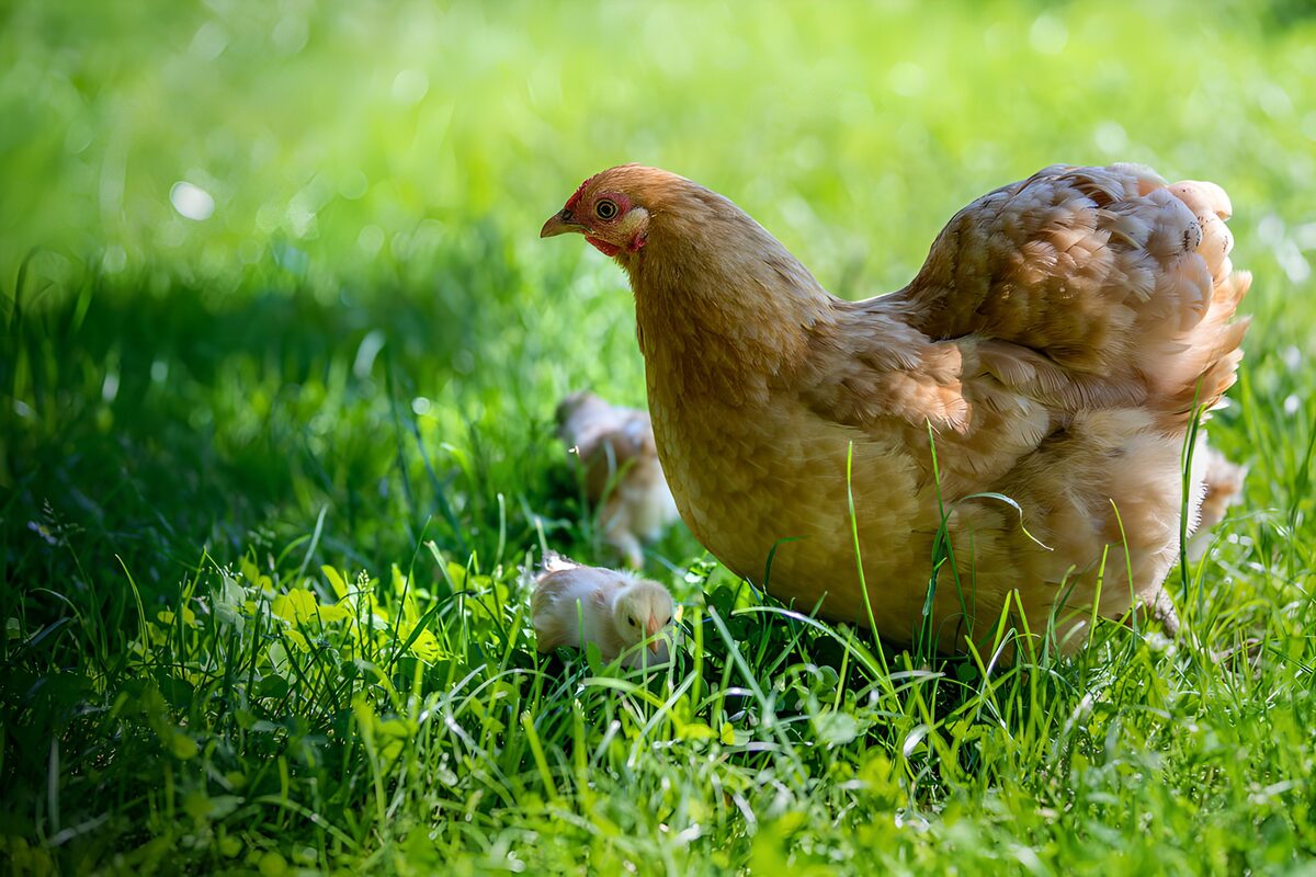 Gallina y pollitos entre la hierba