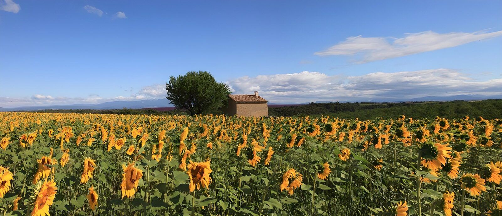 TPES27660: Casa rural entre girasoles al sol