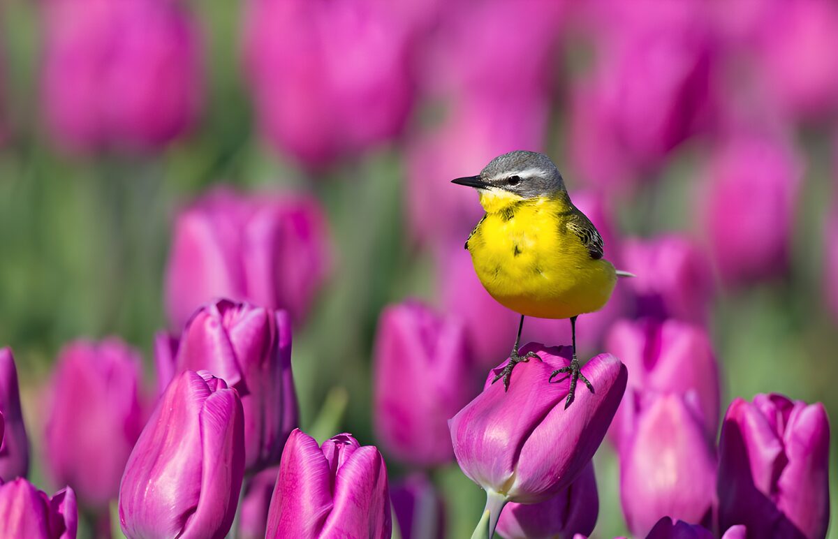 Lavandera sobre un tulipán rosa al sol