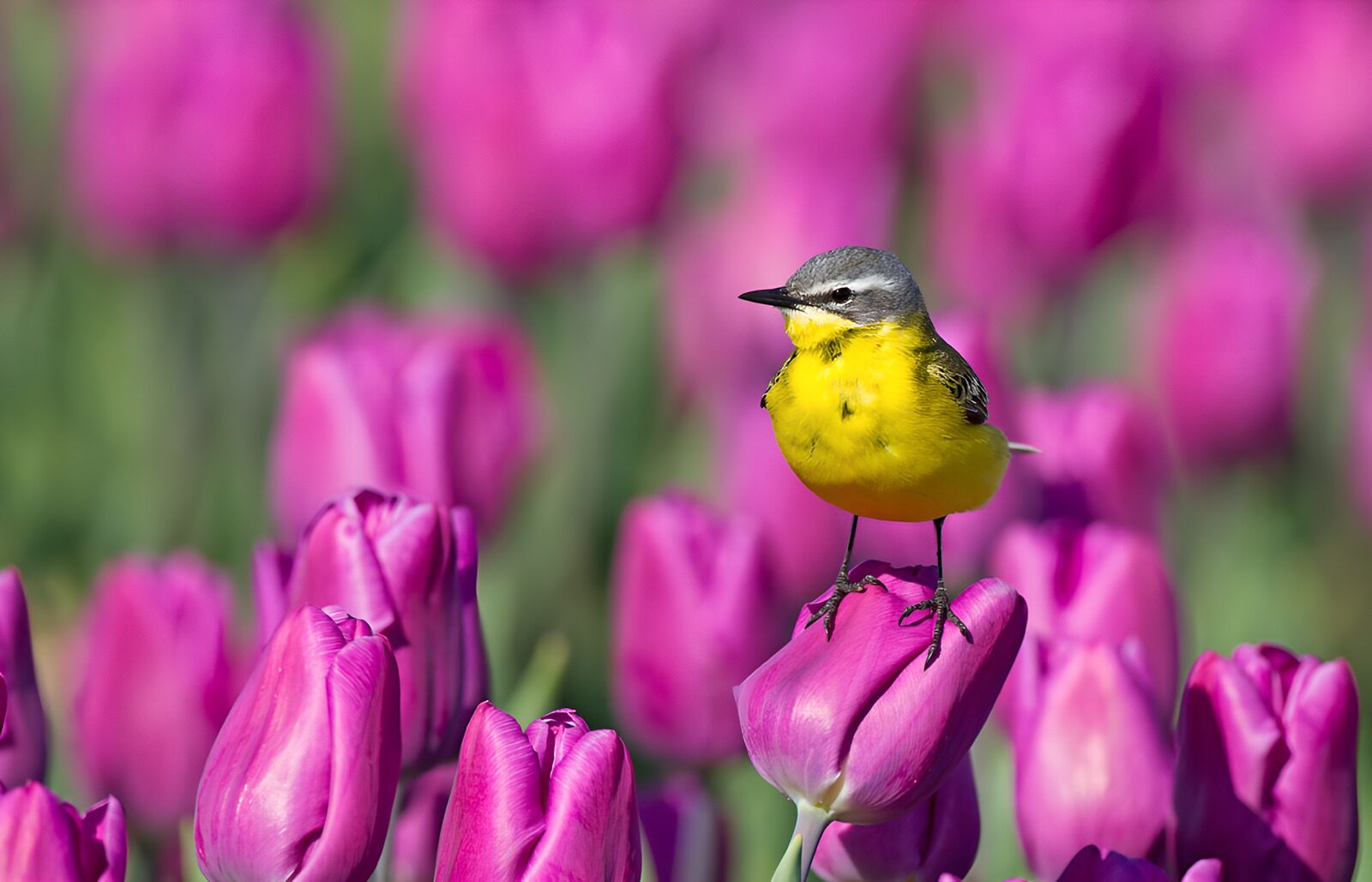 TPES50957: Lavandera sobre un tulipán rosa al sol