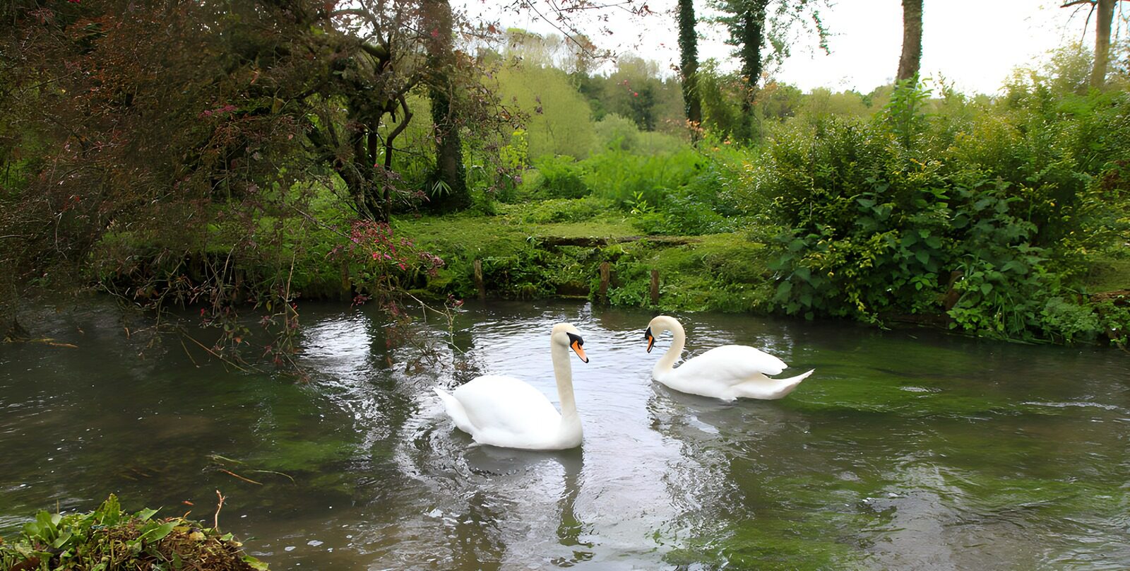 TPES96413: Dos cisnes entre orillas verdes