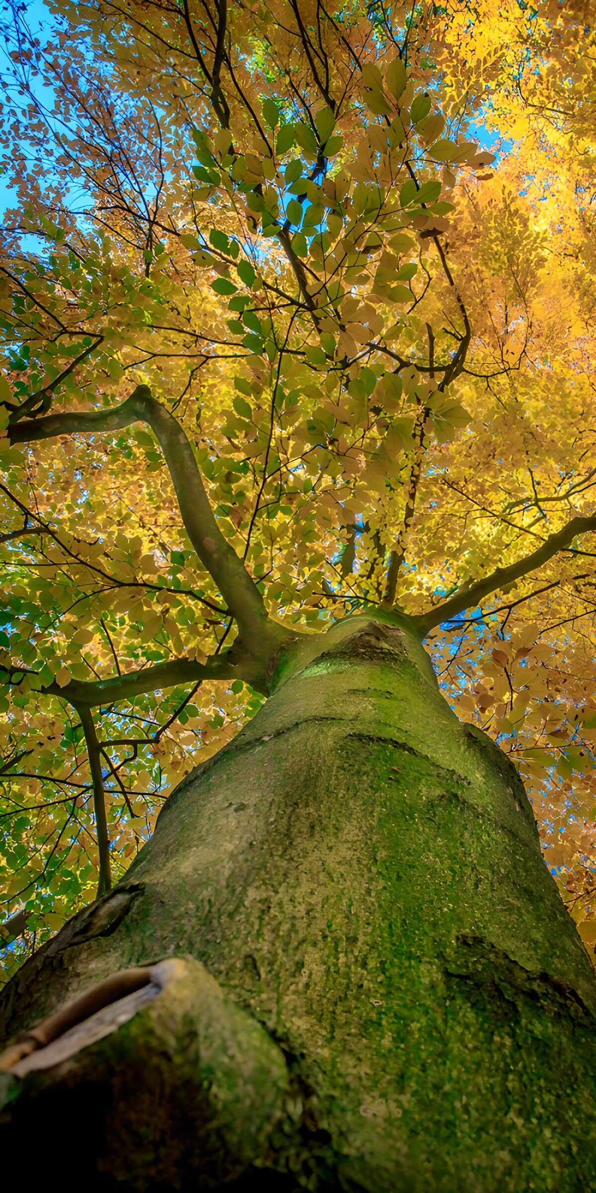 TPES61979: Árbol en contrapicado bajo hojas doradas