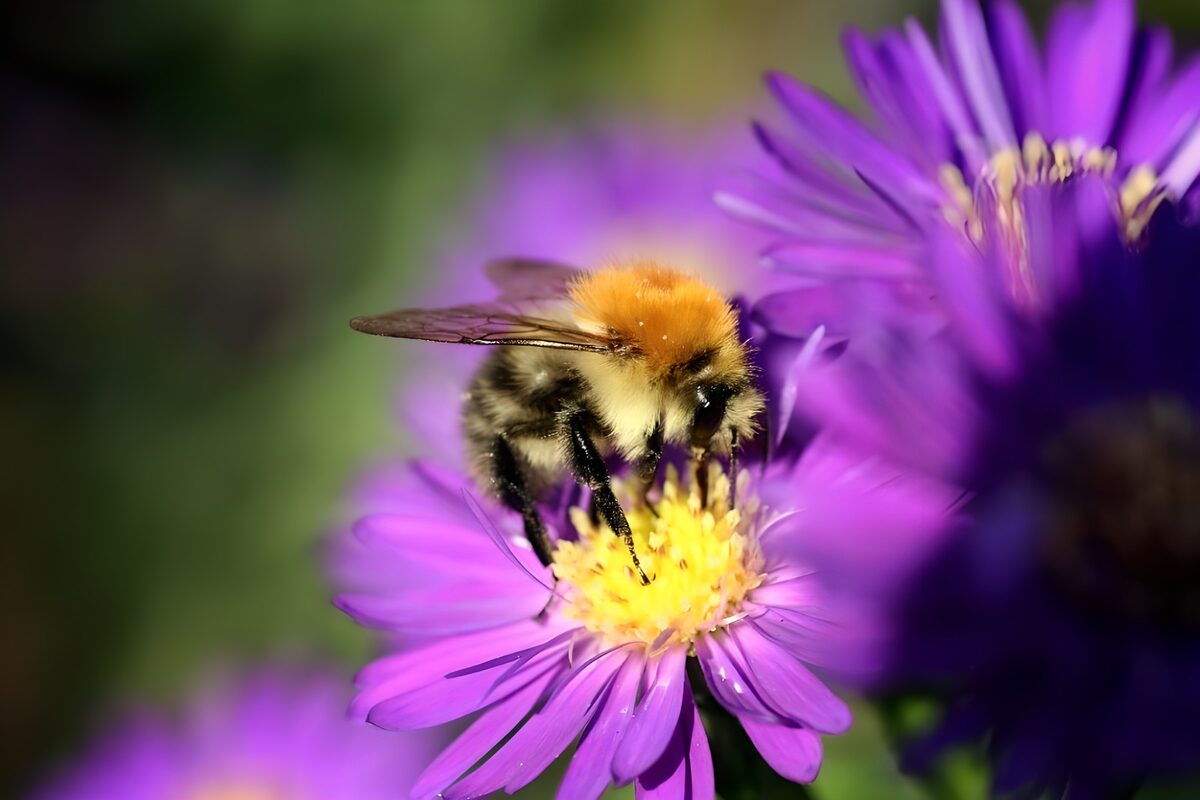 Abejorro al sol sobre una flor morada
