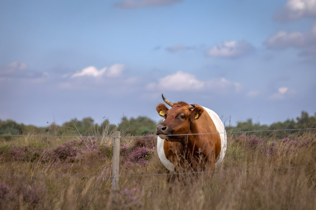 Vaca parda en un brezal en flor