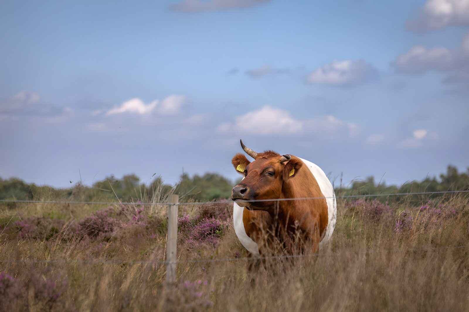 TPES54864: Vaca parda en un brezal en flor