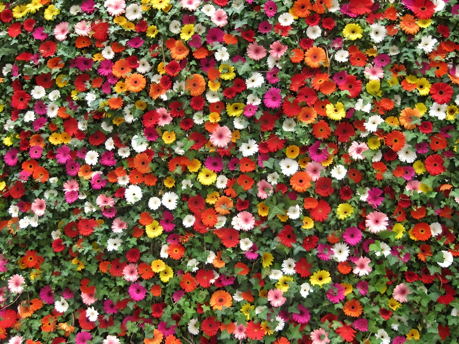 TPES16630: Flores multicolores entre hojas verdes
