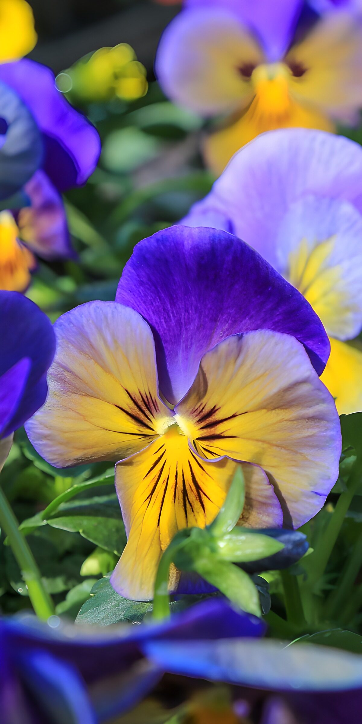 TPES87415: Pensamientos violetas y amarillos al sol