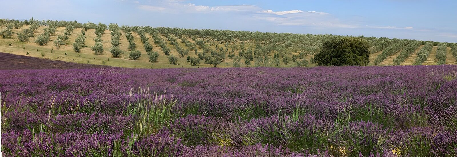 TPES21837: Campo de flores moradas bajo el sol
