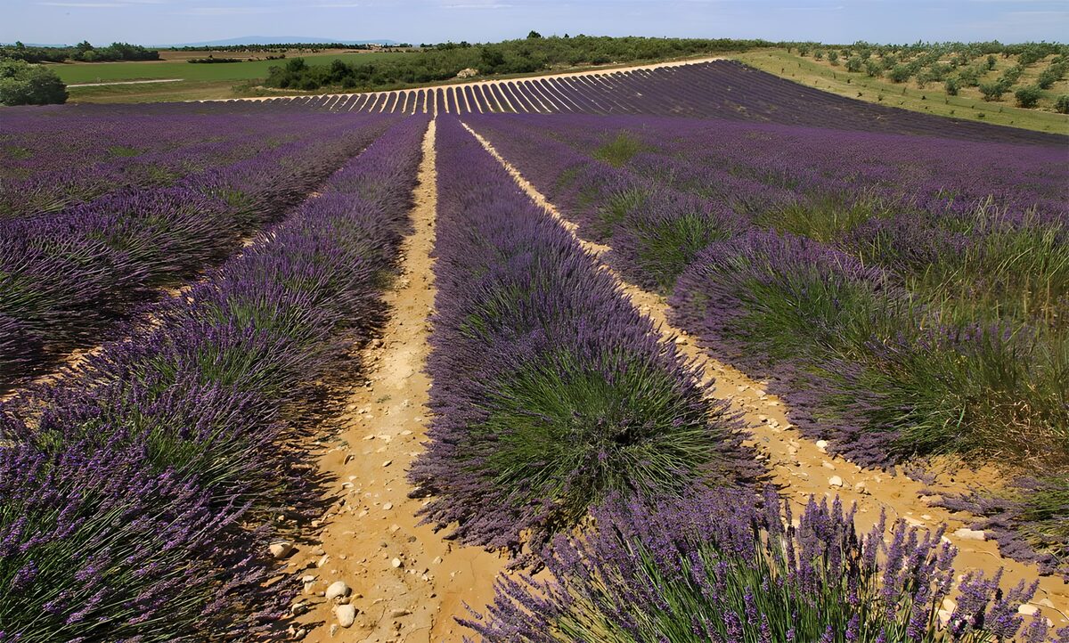 Hileras de lavanda bajo el sol