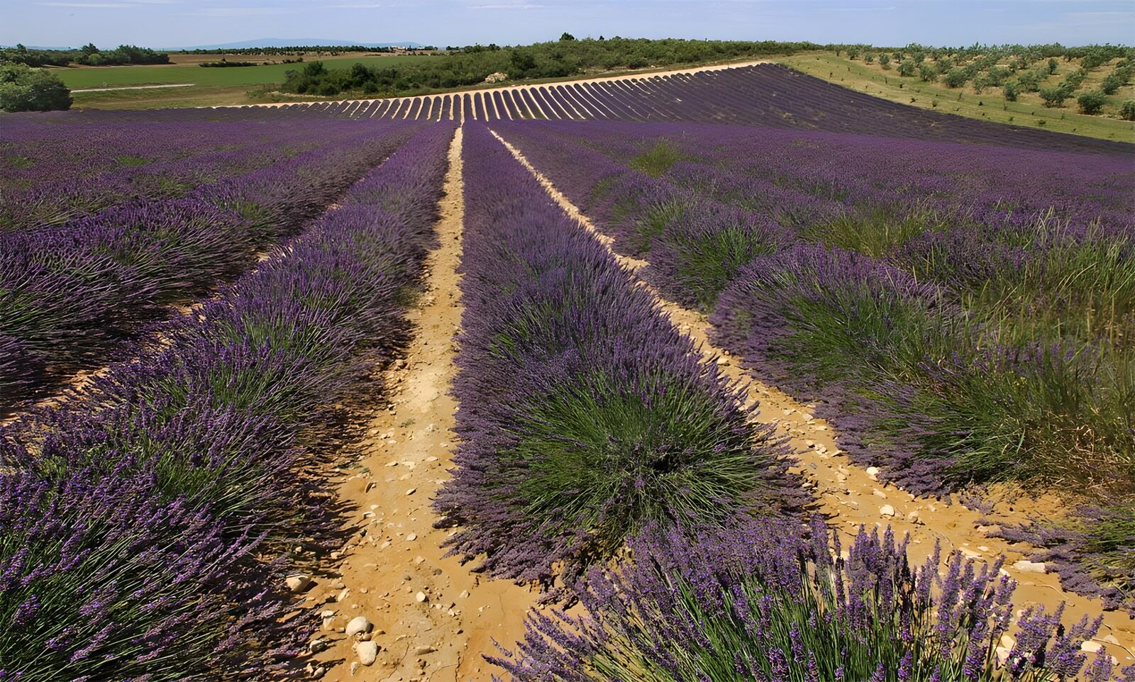 TPES23300: Hileras de lavanda bajo el sol