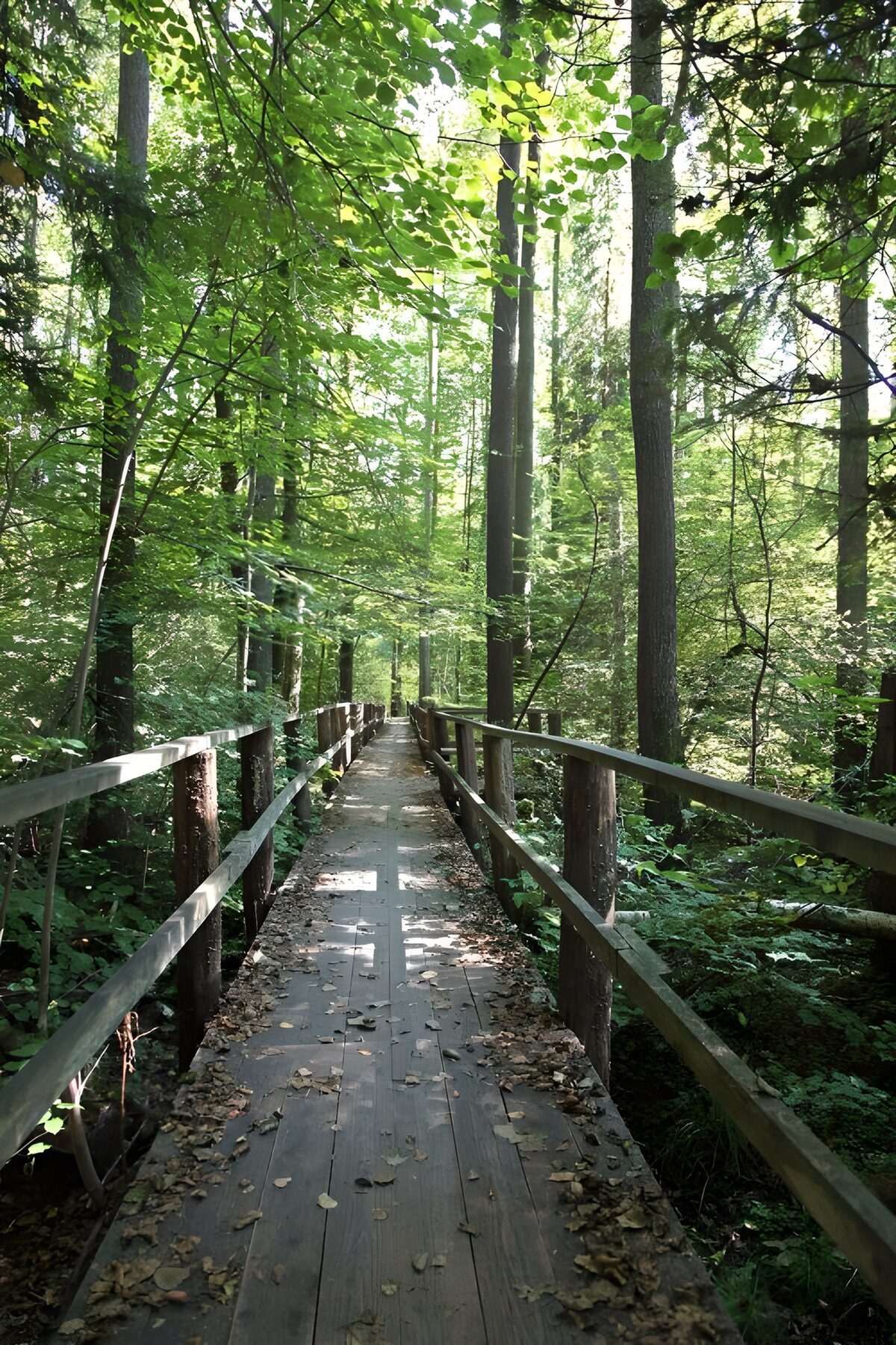 Pasarela de madera a la sombra del bosque