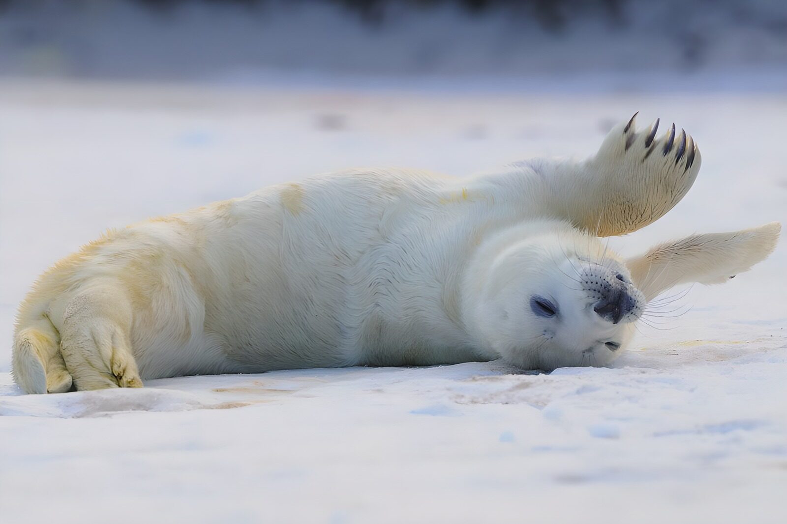 TPES25371: Cría de foca blanca tumbada en la nieve