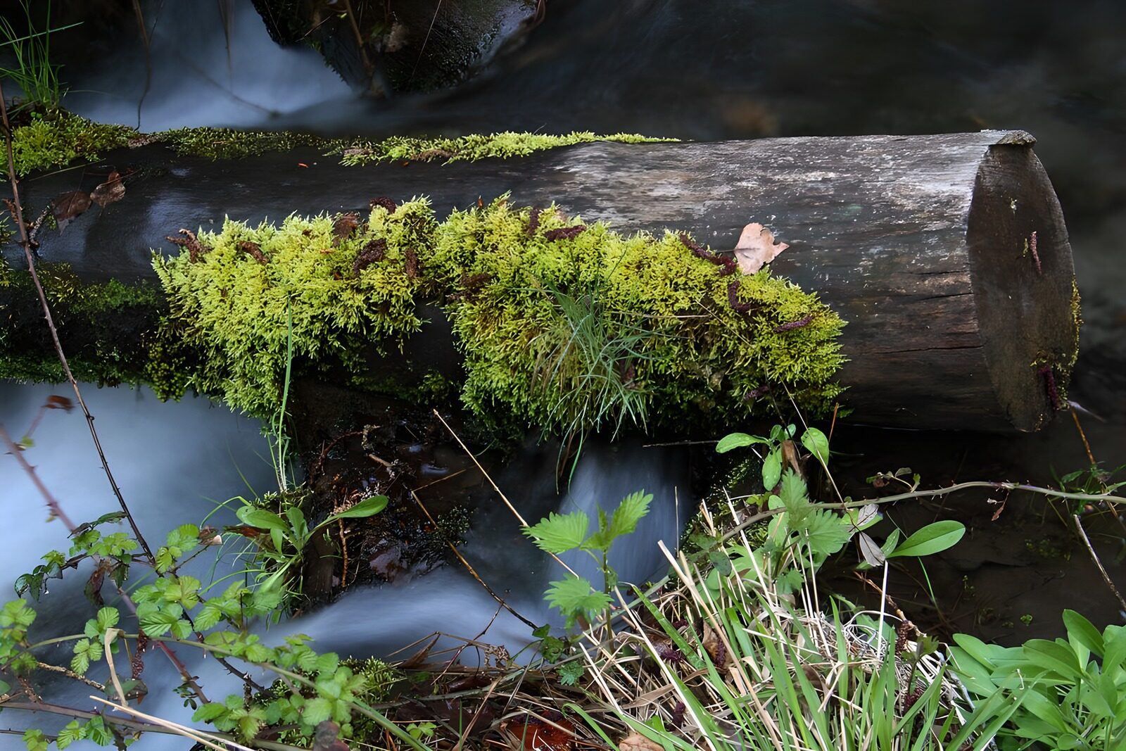 TPES75139: Tronco con musgo sobre aguas suaves