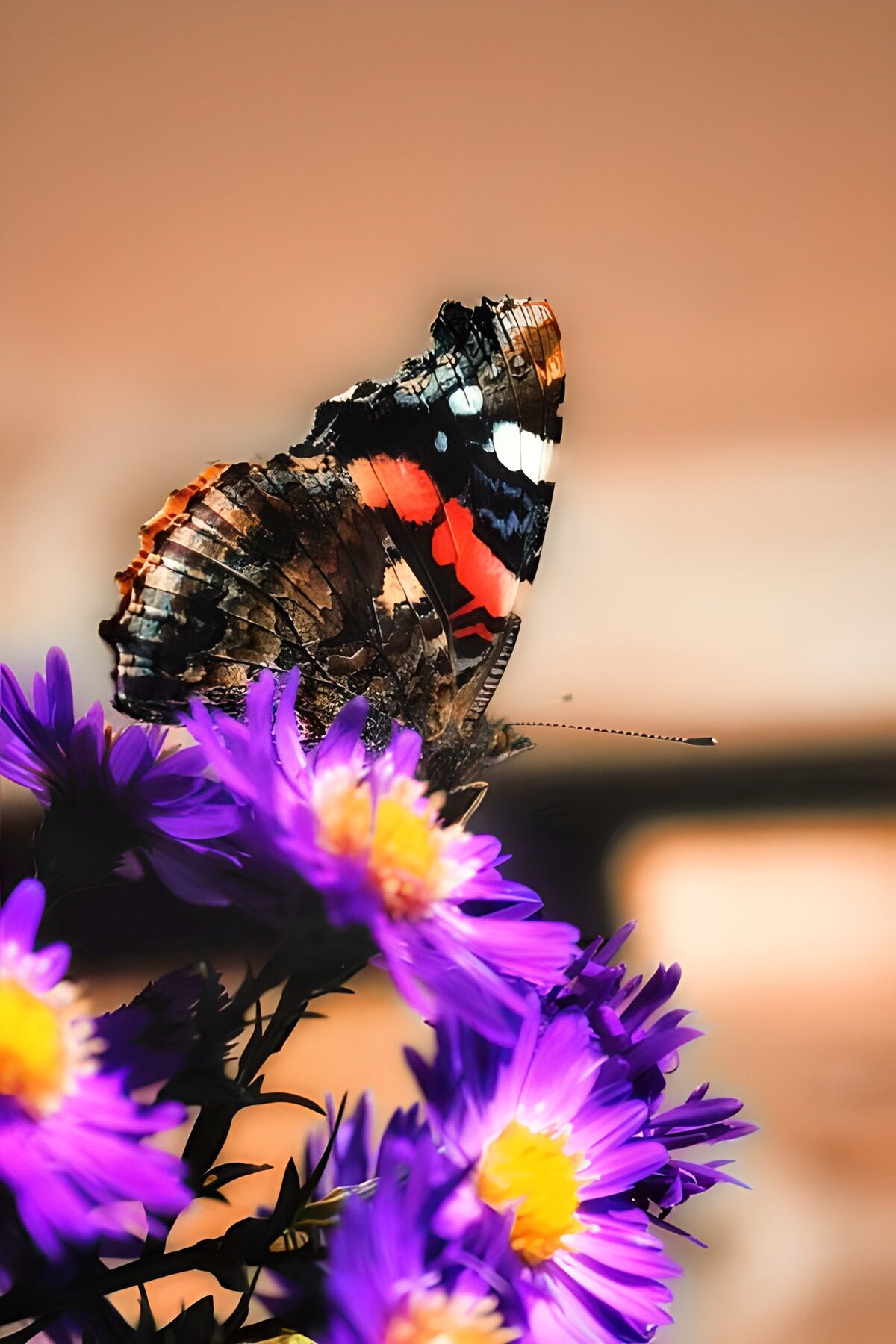 Mariposa al sol sobre flores moradas