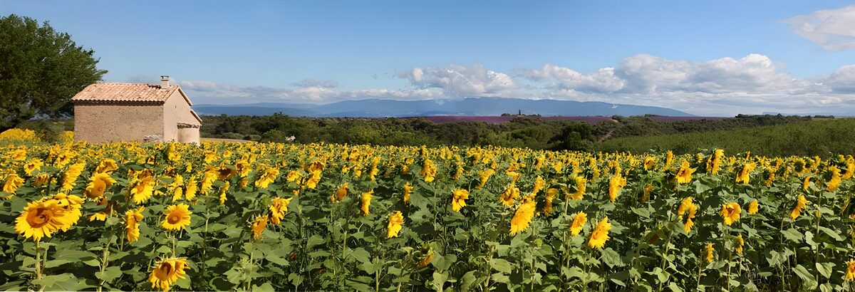 Un mar de girasoles rumbo a las montañas