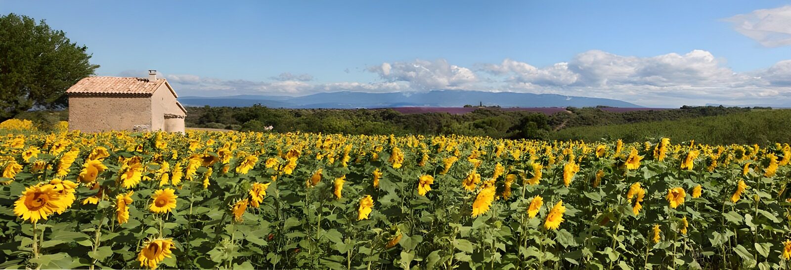 TPES73493: Un mar de girasoles rumbo a las montañas