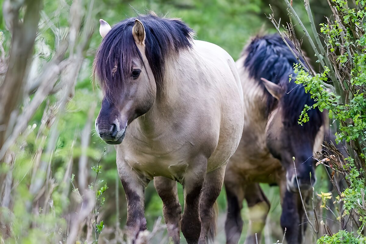Dos caballos entre arbustos