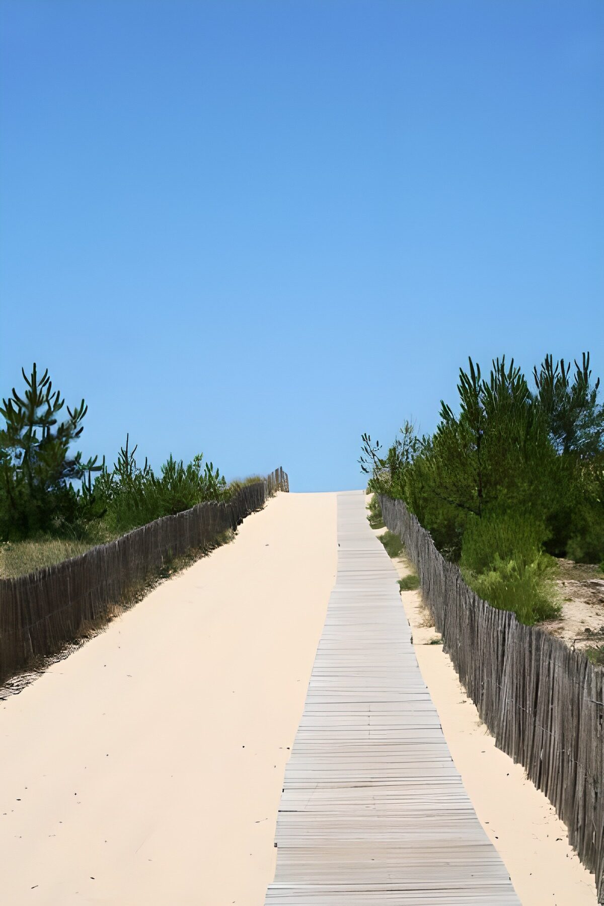 Pasarela de madera entre dunas y pinos