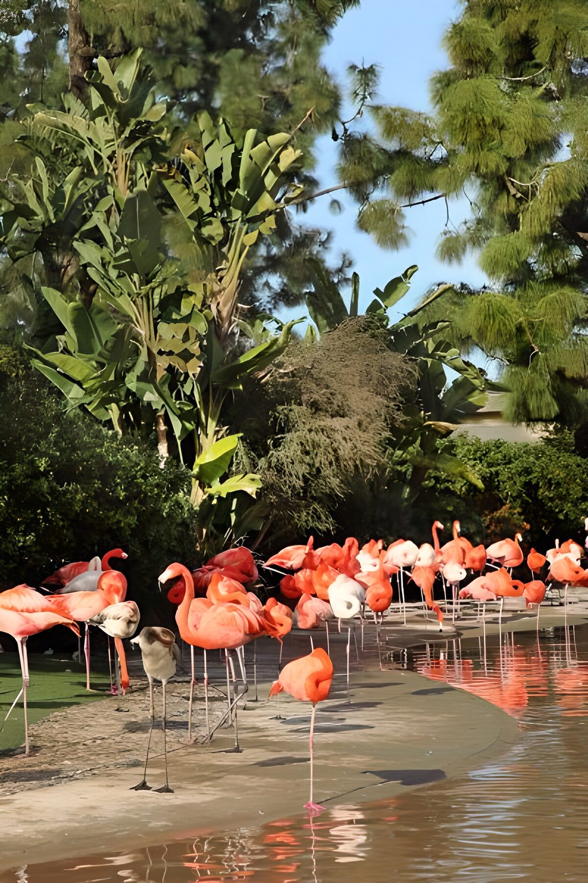 TPES90028: Flamencos de colores junto al estanque