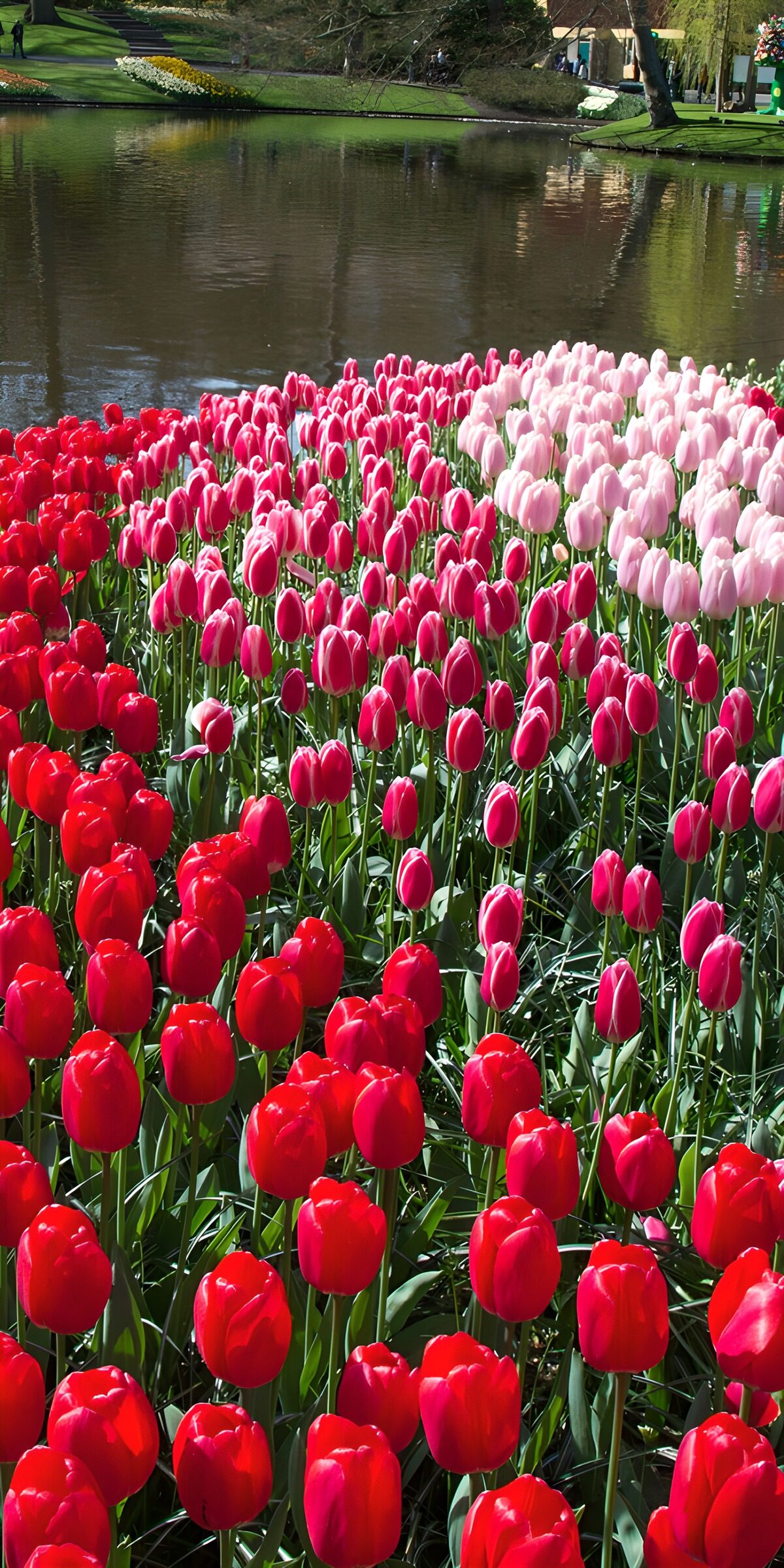 TPES54721: Tulipanes rojos y rosas junto al estanque