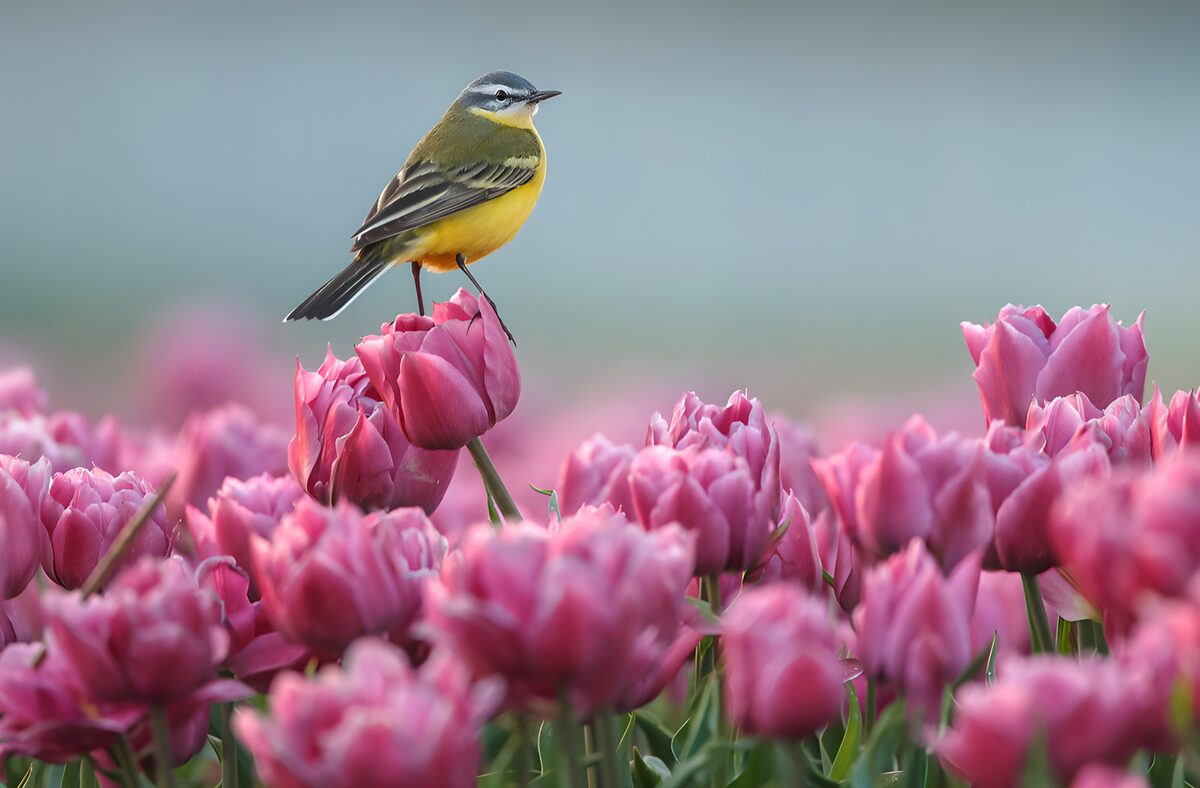 TPES58586: Un ave entre olas de tulipanes rosas
