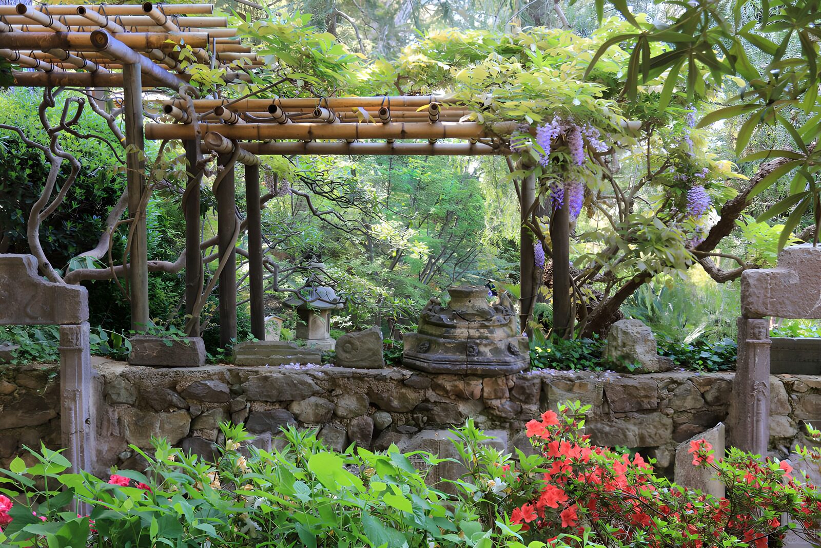 TPES43046: Pérgola de bambú con glicinas en flor