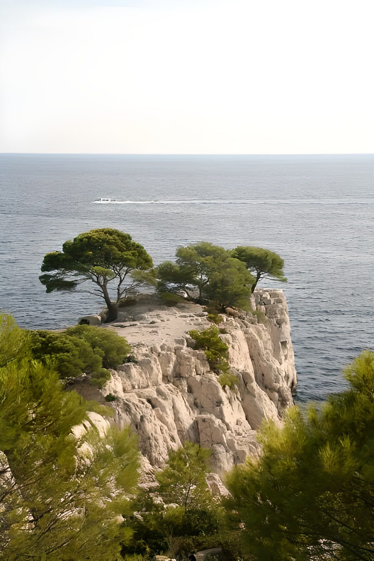 Acantilado de roca clara y pinos al sol