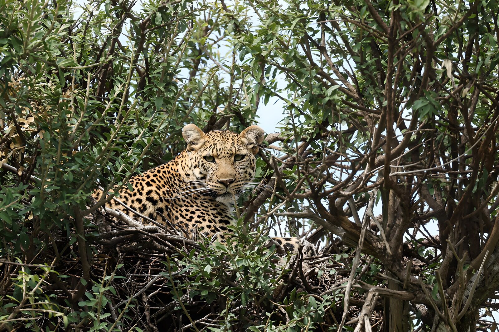 TPES61816: Leopardo en su refugio de ramas