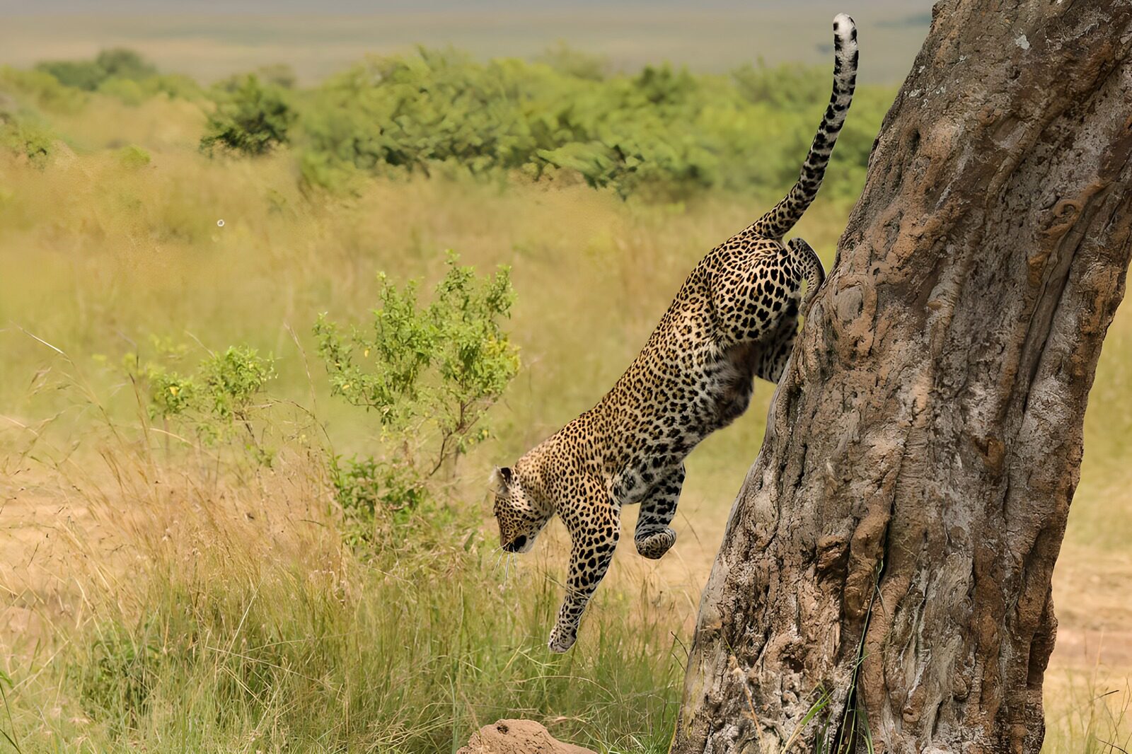 TPES26142: Leopardo saltando desde un árbol