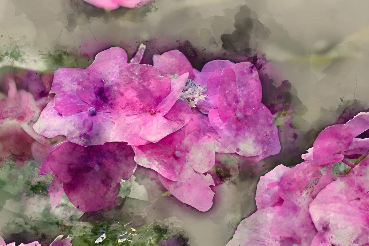 Hortensias rosas en suave acuarela