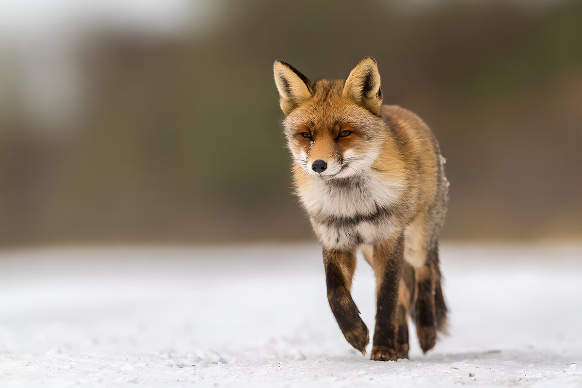 Zorro rojo al paso sobre la nieve