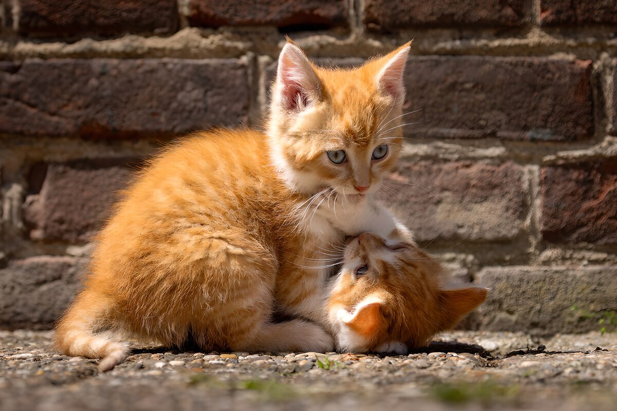 Dos gatitos pelirrojos acurrucados al sol