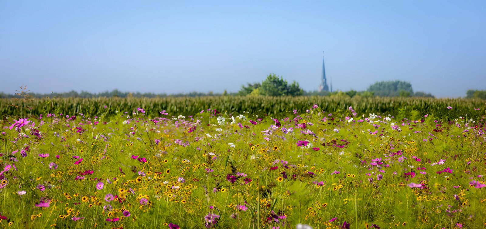 TPES19150: Pradera de flores bajo el sol de verano
