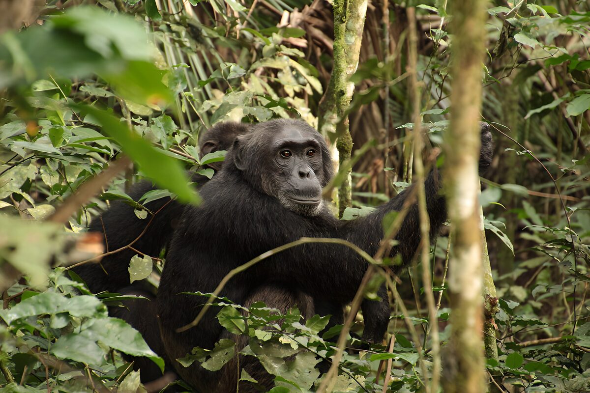 Chimpancés entre hojas y ramas