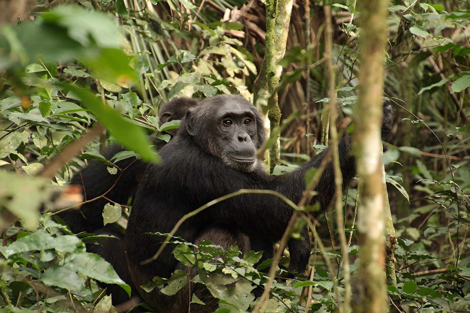 TPES79802: Chimpancés entre hojas y ramas