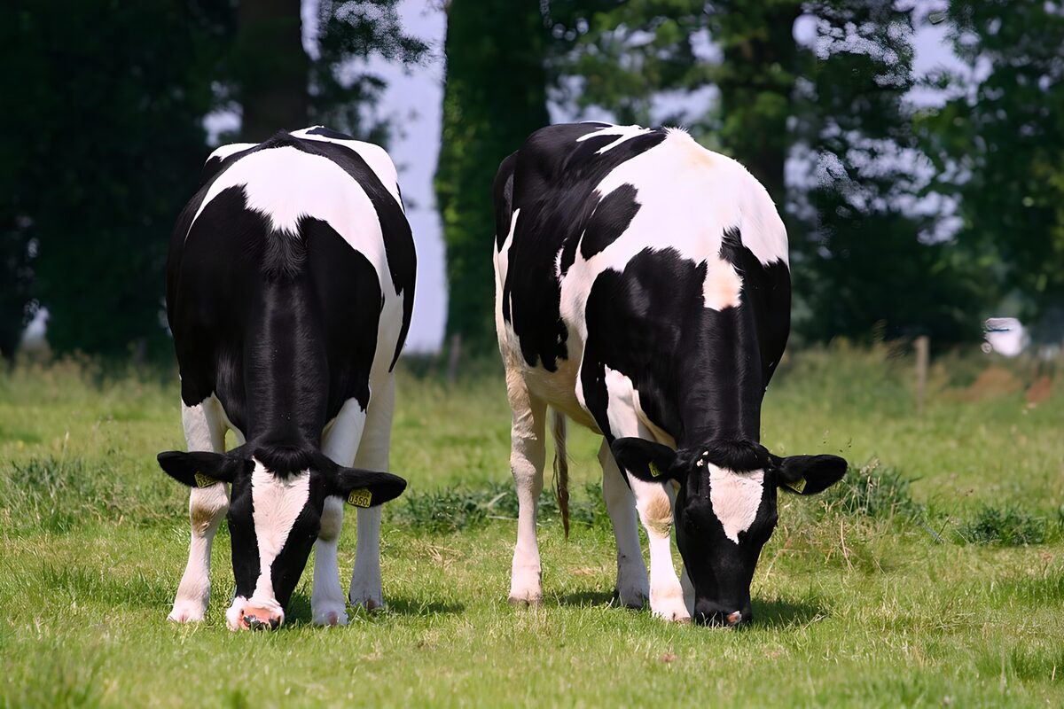 Dos vacas pastando en una pradera soleada