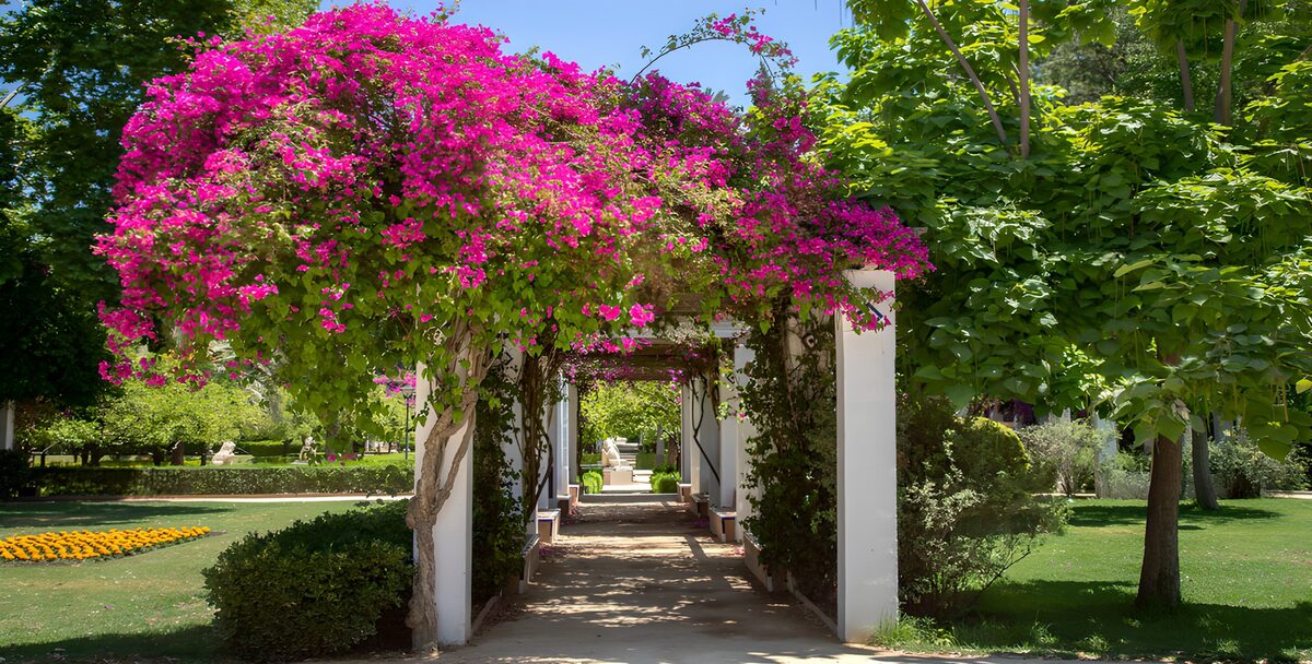 Un techo de buganvillas y sombra