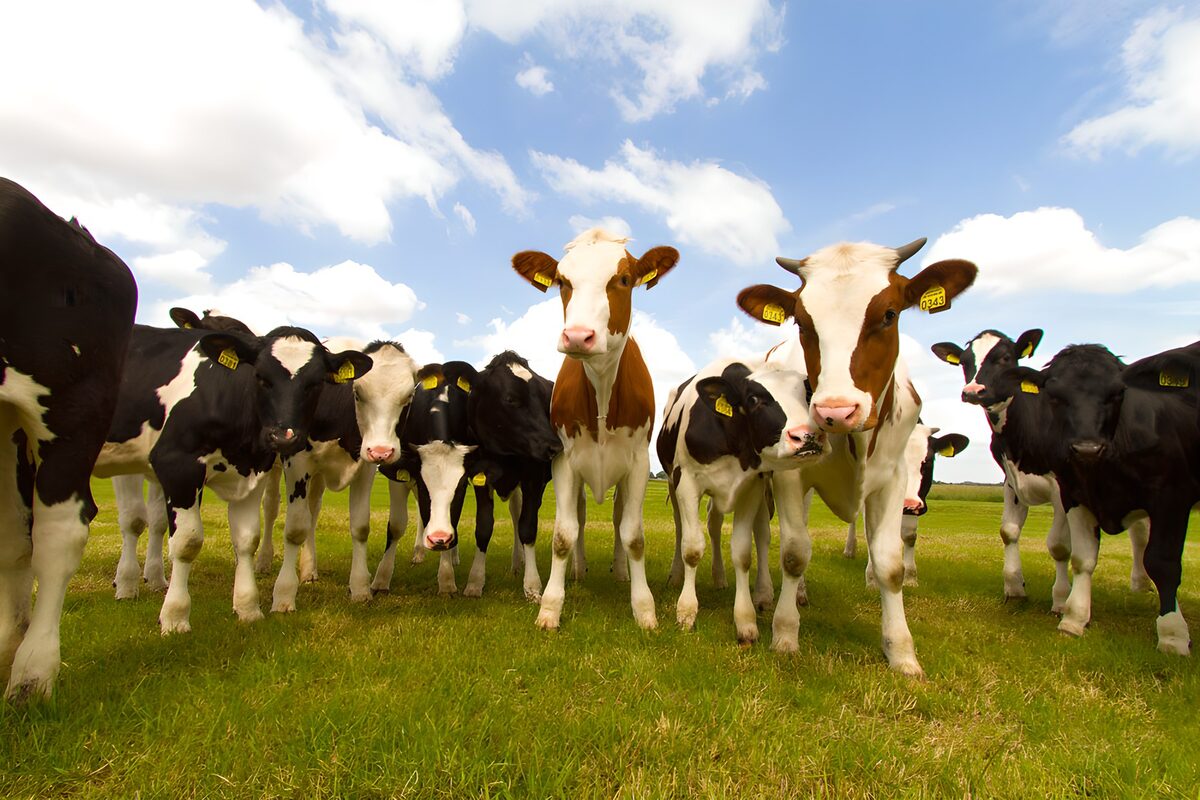 Vacas en un prado bajo el cielo azul