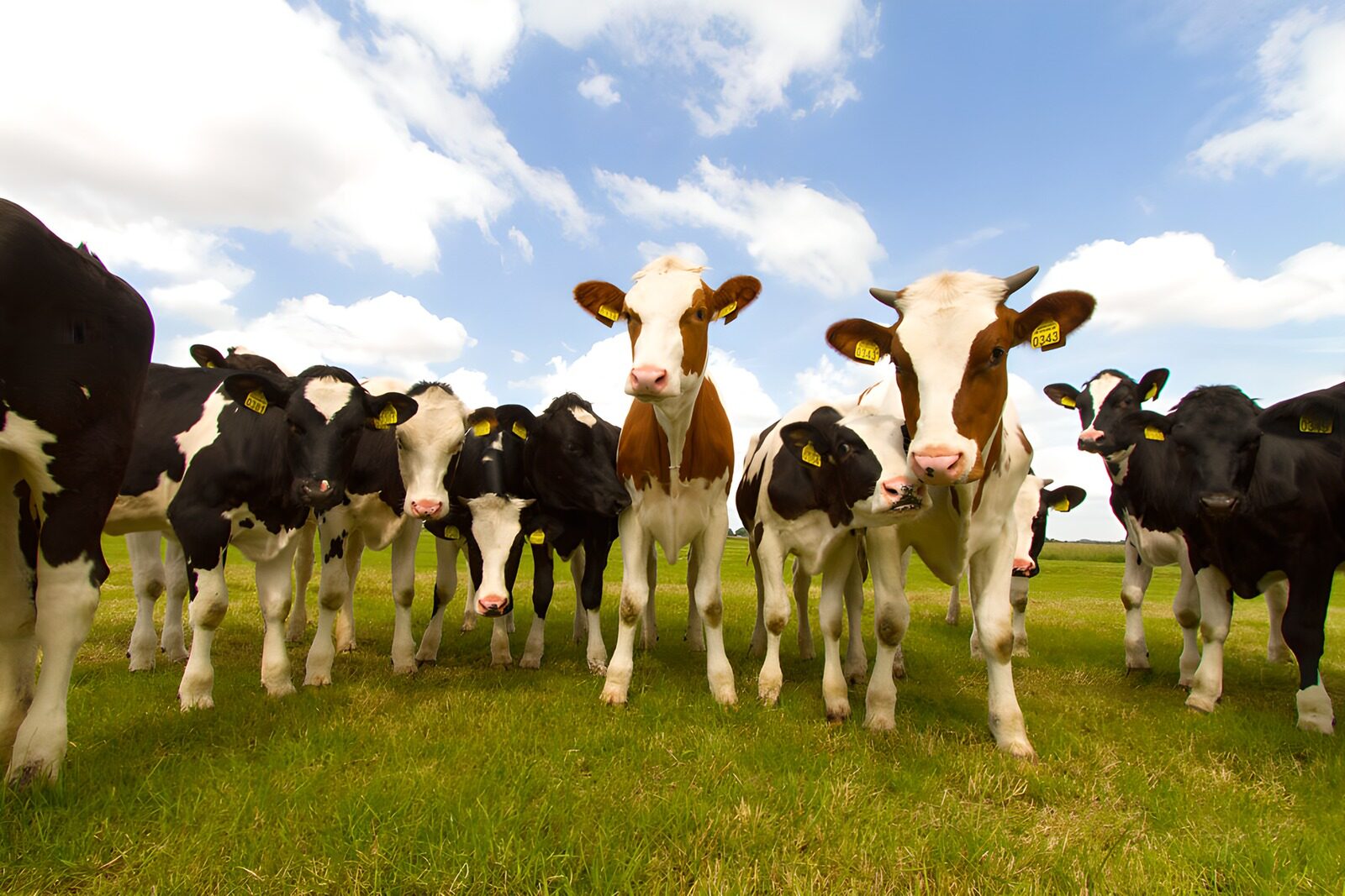 TPES47341: Vacas en un prado bajo el cielo azul