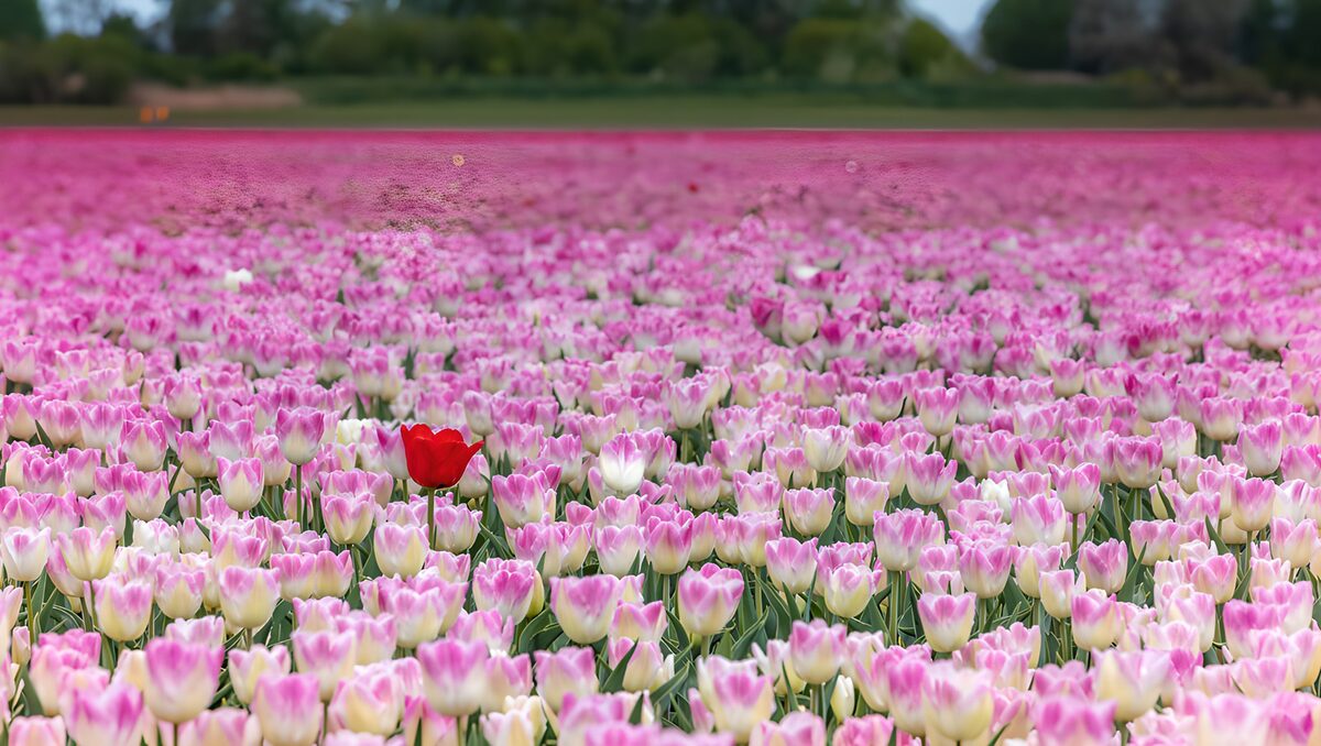 Tulipanes blancos y rosas con un toque rojo