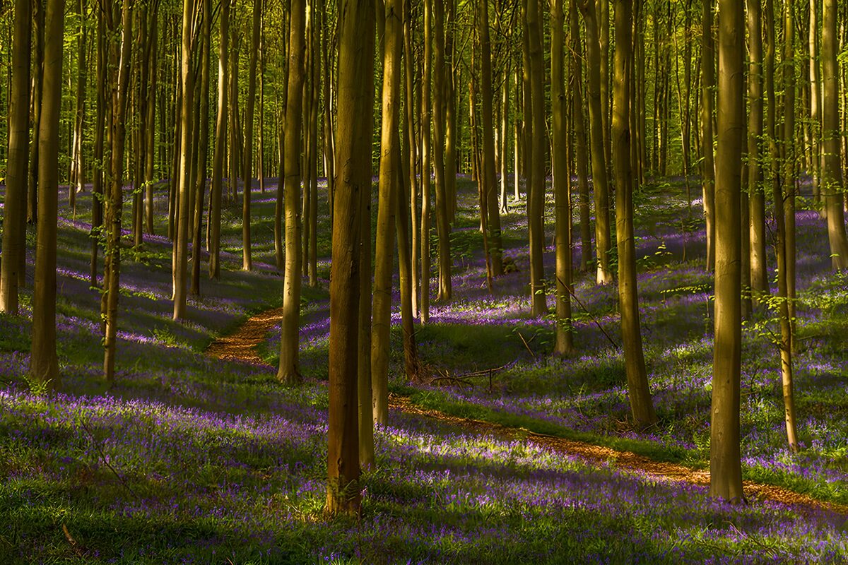 Sendero entre árboles y flores moradas