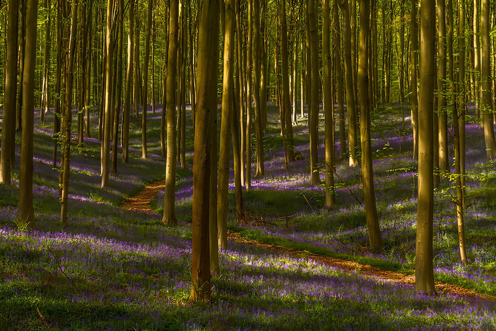 TPES55279: Sendero entre árboles y flores moradas