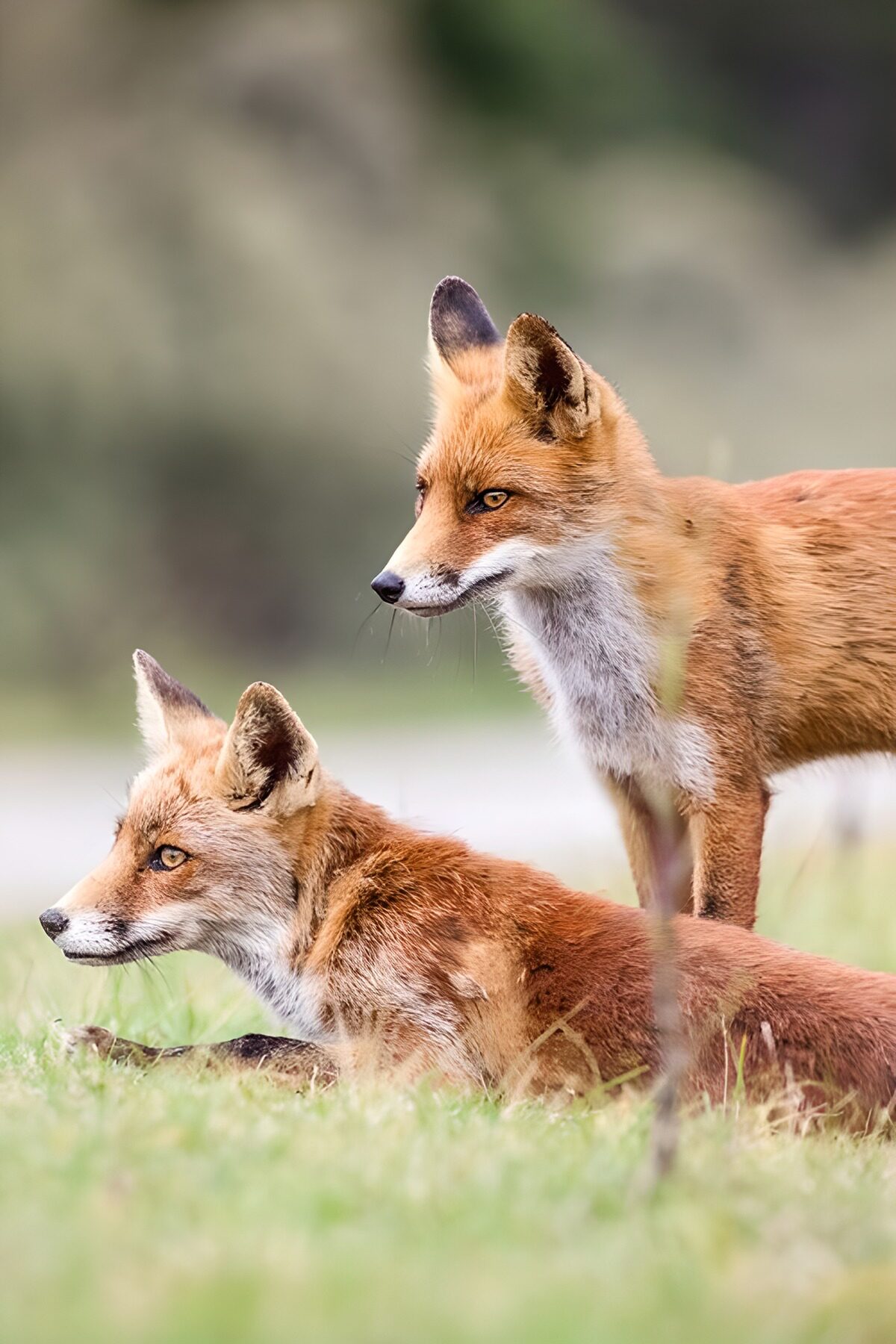 Dos zorros atentos entre la hierba