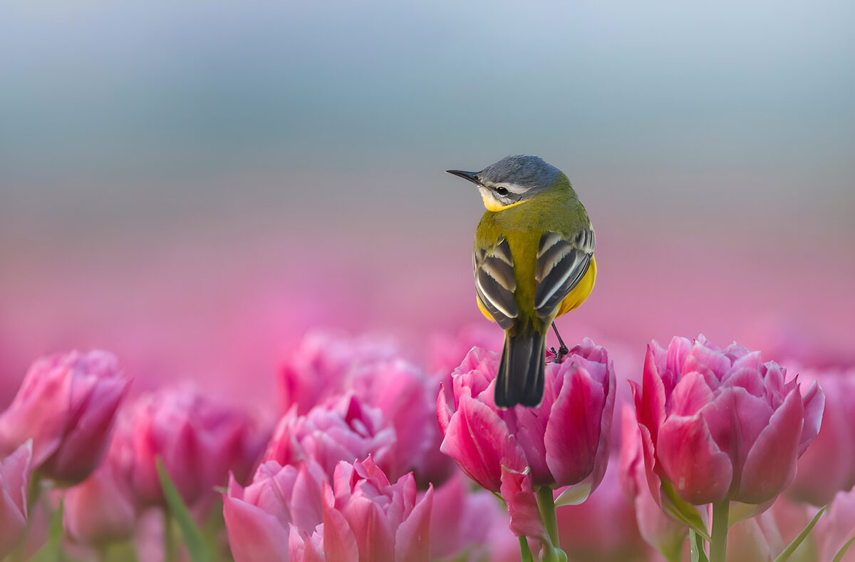 Lavandera boyera sobre un tulipán rosa