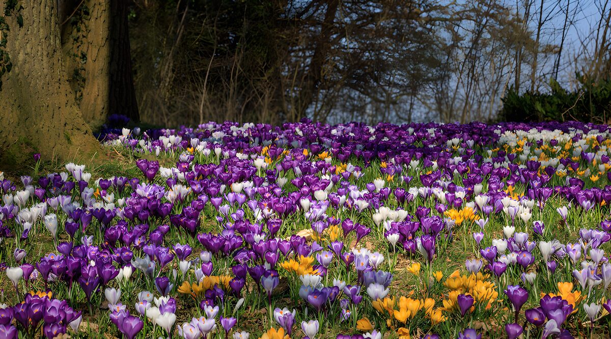Crocus en flor bajo los árboles