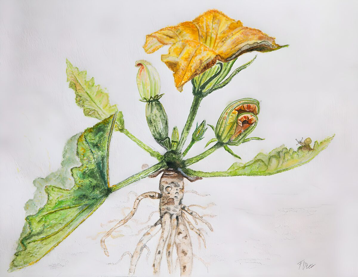 Flor amarilla con raíces al aire
