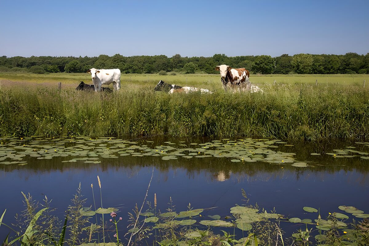 Vacas en la pradera junto al estanque