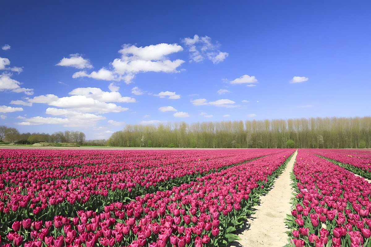 Un horizonte bordado de tulipanes rosas