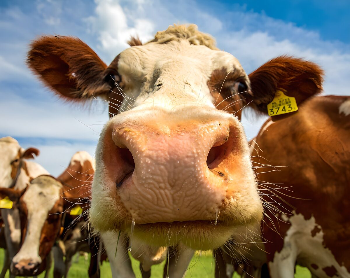 Una vaca con el cielo por sombrero