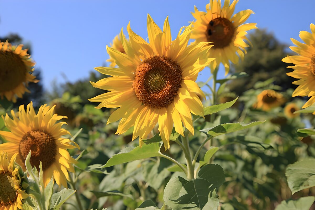 El girasol que se cuela en la foto